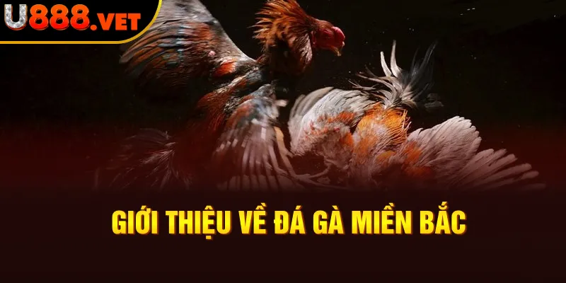 Giới thiệu về đá gà miền Bắc 