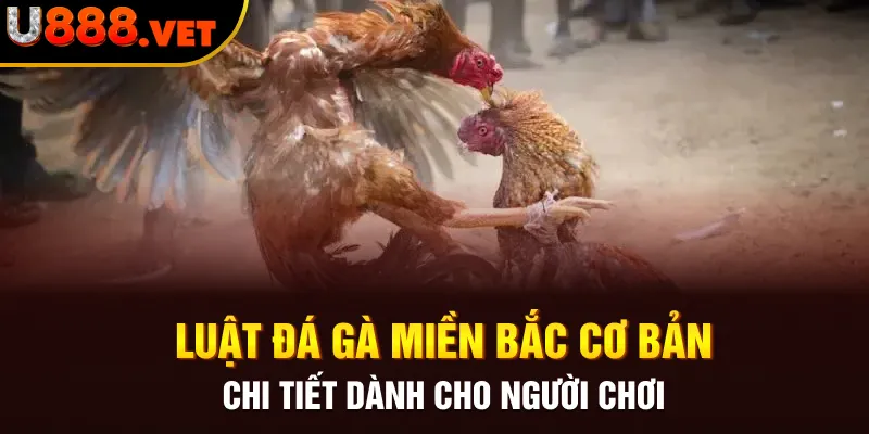 Luật đá gà miền Bắc cơ bản, chi tiết dành cho người chơi 