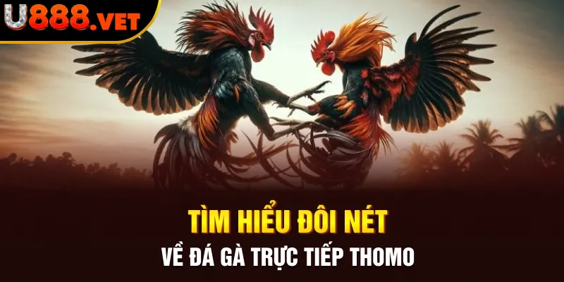 Tìm hiểu đôi nét về đá gà trực tiếp Thomo